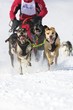 Sled dog Race in Lenk / Switzerland 2012