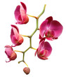 Orchid flower vector background