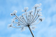 Foto: Winter landscape.Winter scene Winter landscape.Winter scene