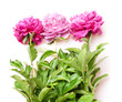 peonies