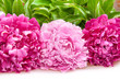 peonies