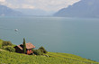 Vineyards in Lavaux against Geneva lake, Switzerland