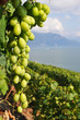 Vineyards in Lavaux region against Geneva lake, Switzerland