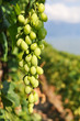 Vineyards in Lavaux region against Geneva lake, Switzerland