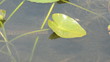 Lilies in the Florida Everglades