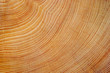 Cutted tree trunk wood texture