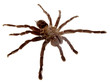 Tarantula