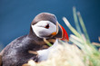 Puffin