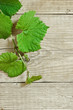 grapevine on a wooden background