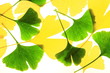 Ginkgoblätter