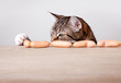 Katze und Würstchen