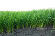 Seedlings of rice. Seedlings of rice.