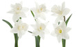 daffodil