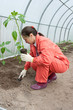woman planting pepper seedlings