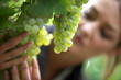 Grapes in a vineyard being checked over