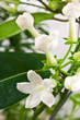 Jasmin - Stephanotis floribunda
