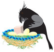 Nest of crow