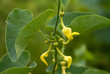 Birthwort