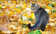 Beautiful kitty on the autumn leaves