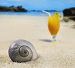 Beautiful sea shell on a tropical island beach