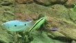 Aquarium mit Antennenwels