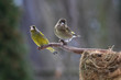 Greenfinch family