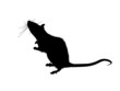 vector of the rat