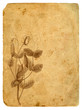 Peas - a flower and pod. Old postcard.