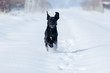 dog  in the snow