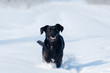 Foto: dog in the snow dog in the snow