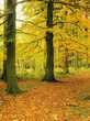 woodland