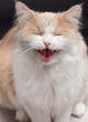 beige cat, isolated on a grey background