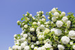 viburnum snowball blooms viburnum snowball blooms
