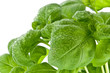 Water wetted basil leaves (with clipping path) Water wetted basil leaves (with clipping path)