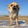 chihuahua qui aboie chihuahua qui aboie