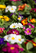 colorful flowers on market colorful flowers on market