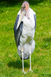 Marabu