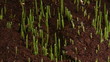 Growing green grass plant time lapse