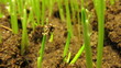 Growing seed of marigold time lapse Growing seed of marigold time lapse