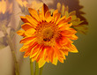 Photo: Sunflower Bouquet Sunflower Bouquet