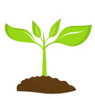 Young plant