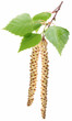 Photo: Spring birch buds isolated on white Spring birch buds isolated on white