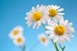 Foto: Wild camomiles on a blue sky. Wild camomiles on a blue sky.