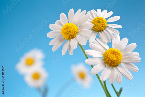 Photo: Wild camomiles on a blue sky. Wild camomiles on a blue sky.