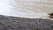 Video: stockente weiblich stockente weiblich