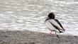 Video: stockente männlich stockente männlich