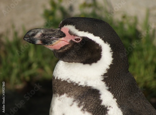 Photo: Humboldt Penguin - Spheniscus humboldti Humboldt Penguin - Spheniscus humboldti