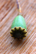 Photo: Papaver Papaver