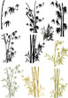 isolated bamboo collection