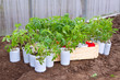 Tomato seedlings